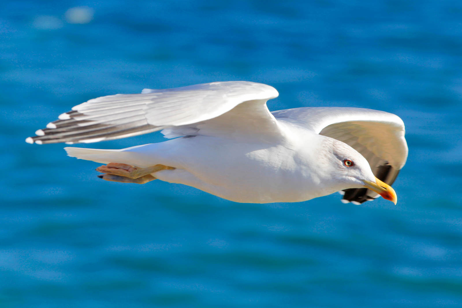 Möwe, Ponta da Piedade
