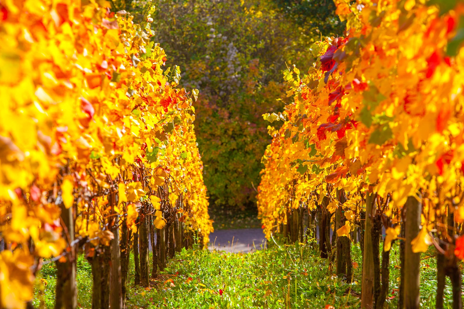 Ahrtal, bei Ahrweiler