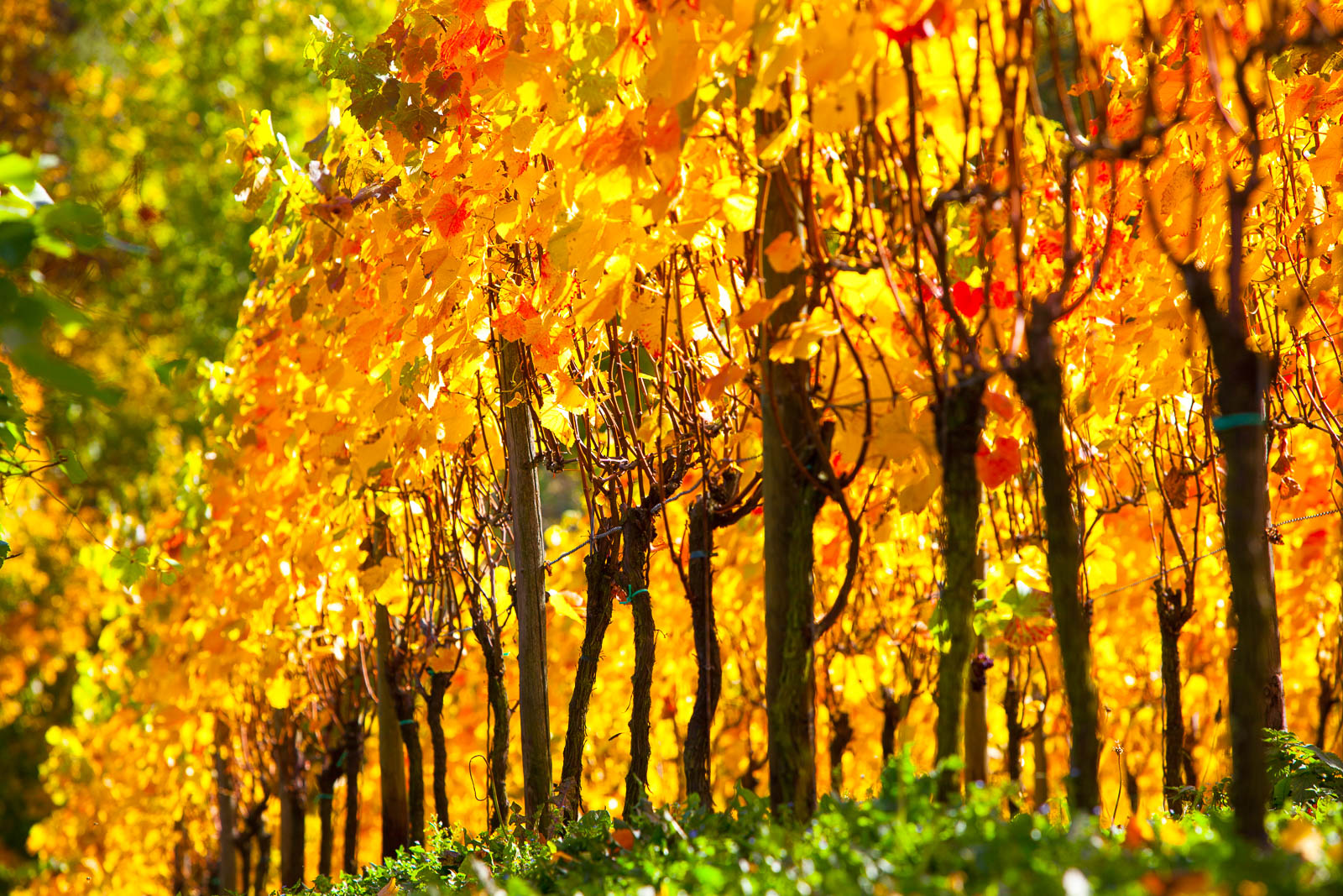 Ahrtal, bei Ahrweiler