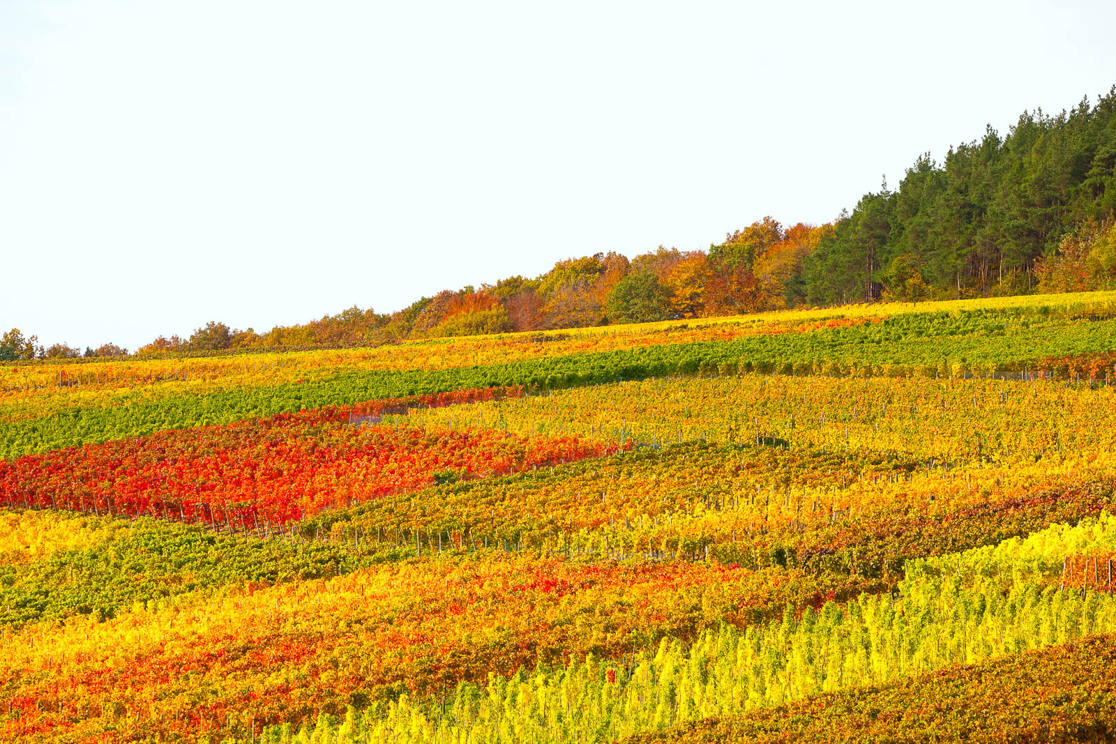 Ahrtal, bei Ahrweiler