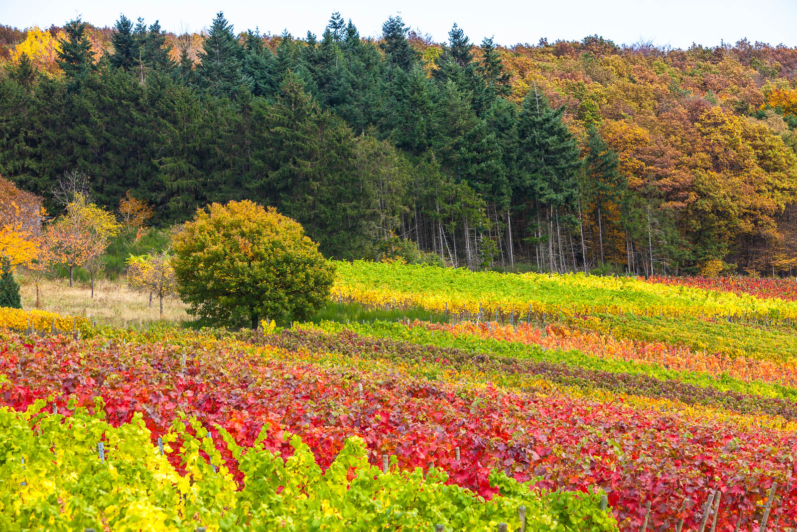 Ahrtal, bei Ahrweiler