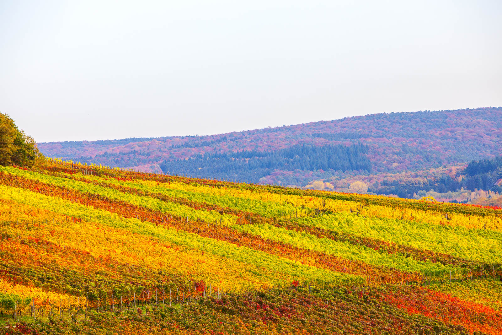 Ahrtal, bei Ahrweiler