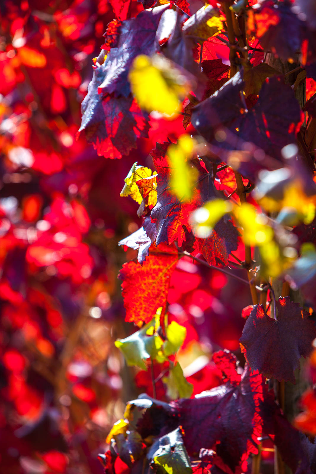 Ahrtal, bei Ahrweiler