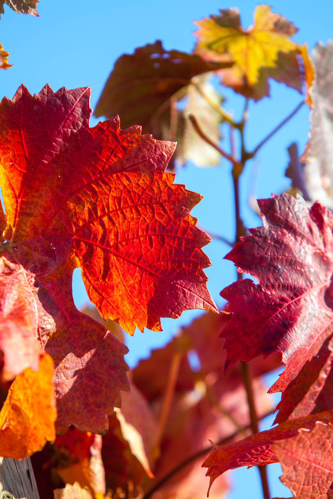 Ahrtal, bei Ahrweiler
