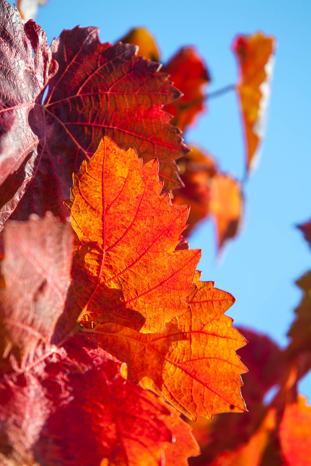 Ahrtal, bei Ahrweiler
