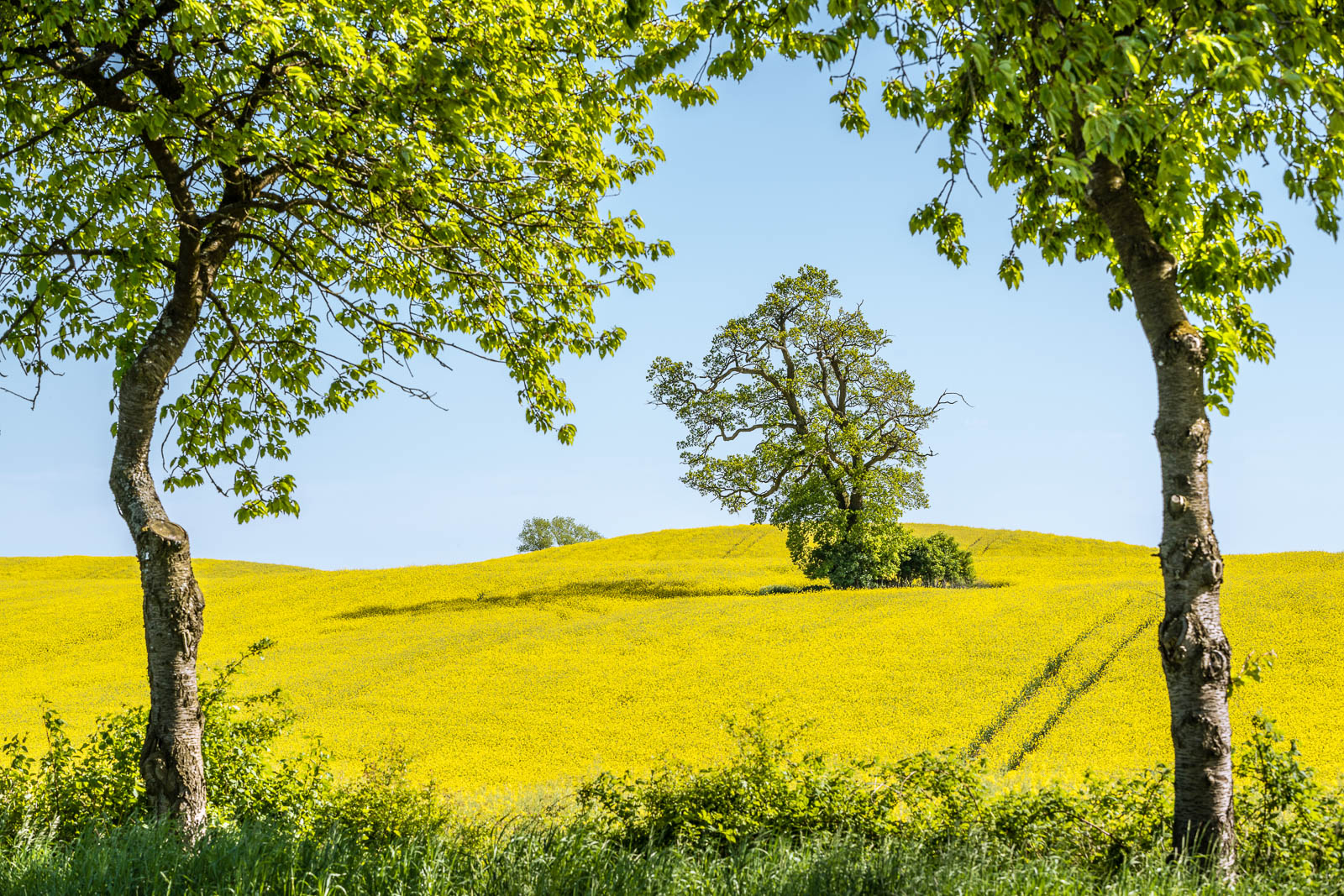 Rapsfeld, Holsteinische Schweiz
