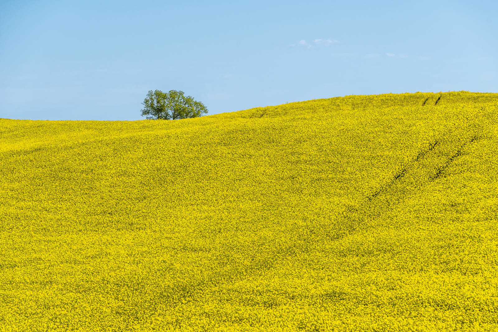 Rapsfeld, Holsteinische Schweiz