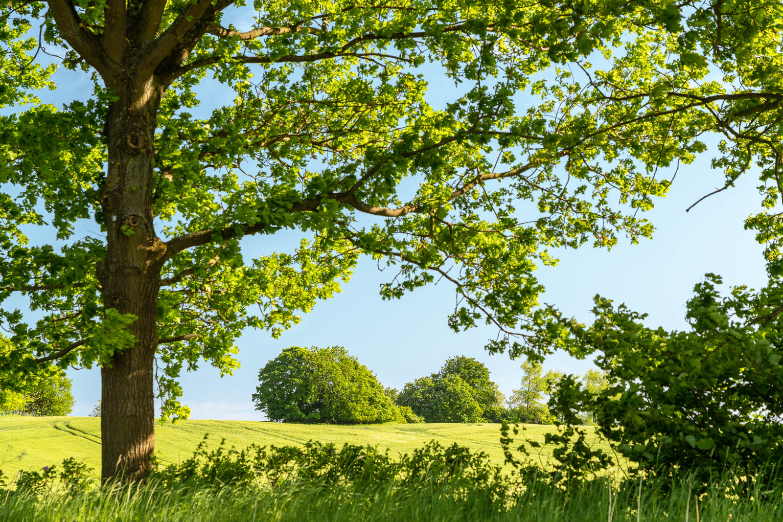Landschaft, Holsteinische Schweiz