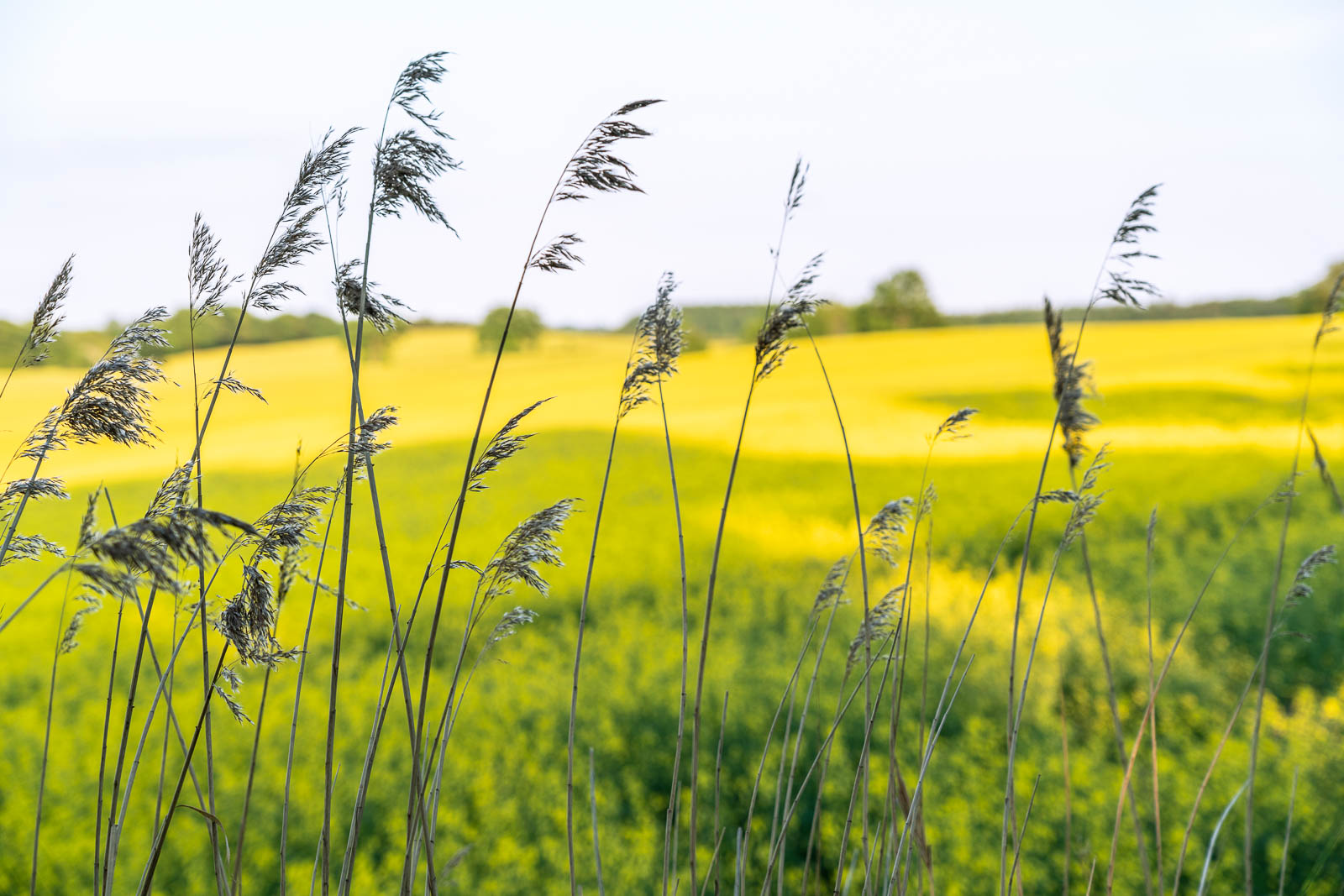 Landschaft, Holsteinische Schweiz