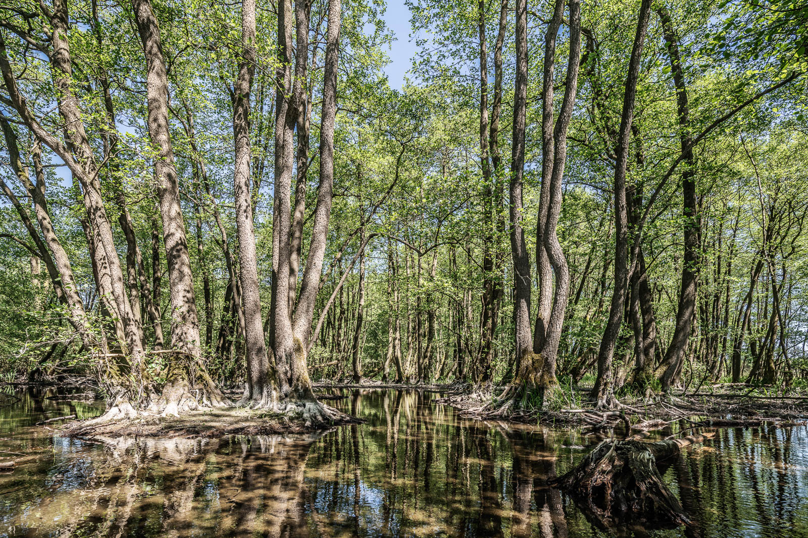 Bäume an der Schwentine