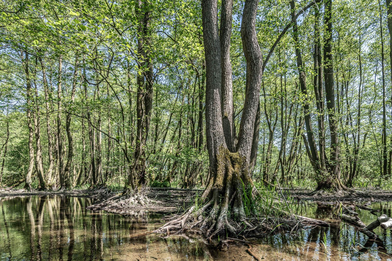 Bäume an der Schwentine