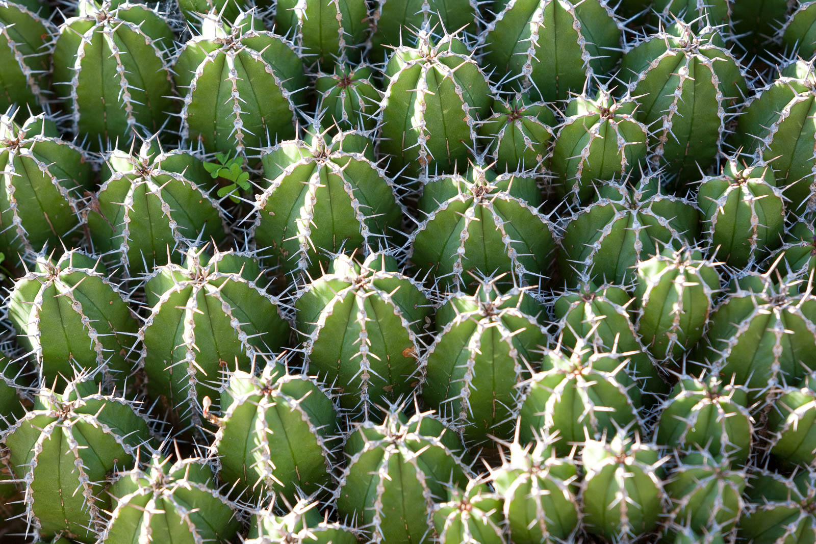 Botanicactus
