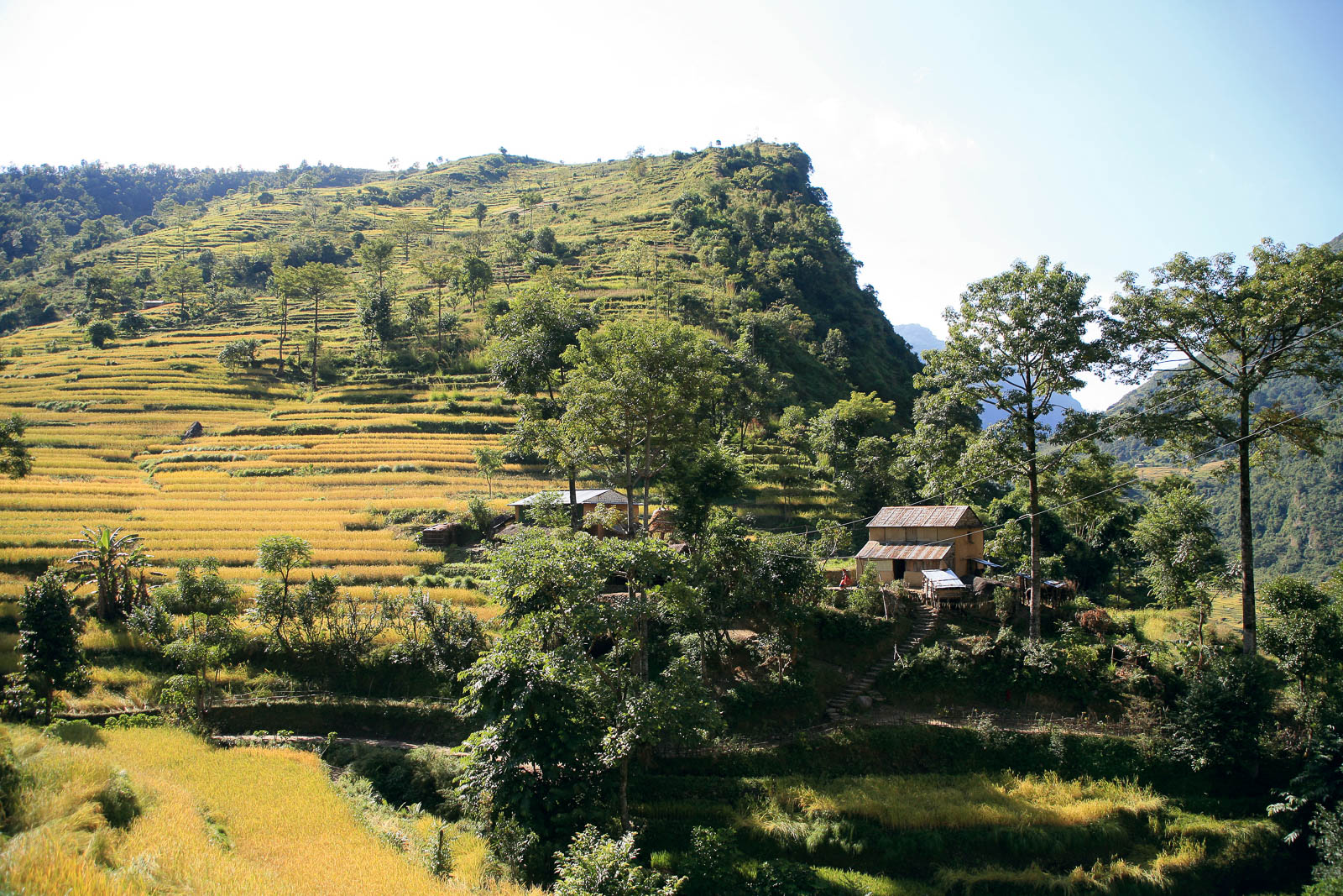 Reisfelder zwischen Bhulbhule und Syange